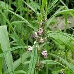 Leonurus quinquelobatus Flor