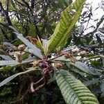 Saurauia montana Plod