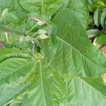 Nicotiana sylvestris Blad