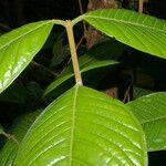 Plinia nicaraguensis Leaf
