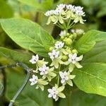 Asclepias nivea Blomst