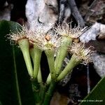 Syzygium koniamboense Fruto