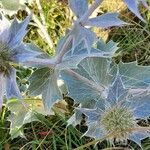 Eryngium maritimum পাতা