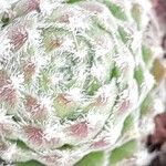 Sempervivum arachnoideum Fuelha