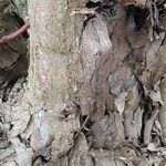 Actinidia arguta Bark