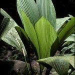 Asplundia insignis Hoja