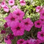 Petunia × atkinsiana Flower