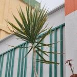 Yucca gloriosaBlad