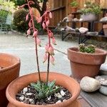 Gasteria obliqua Leaf