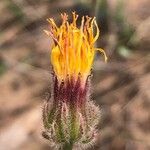 Crepis foetida Fula