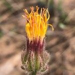 Crepis foetida Λουλούδι