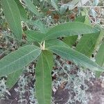 Buddleja officinalis Folha