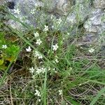 Arenaria ligericina Kvet