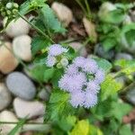 Ageratum conyzoidesKvet