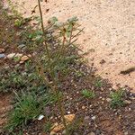 Cleome violacea Habit