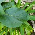 Solanum betaceum Leaf