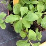 Stevia rebaudiana Ліст