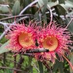 Eucalyptus caesia 花