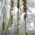 Columnea microphylla Hoja