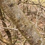 Corylus avellana Bark