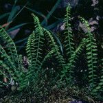 Asplenium trichomanes-ramosum Habit