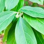 Cornus capitata Fruto