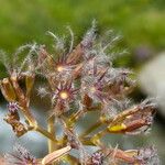 Valeriana apula Fruit