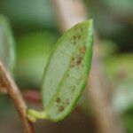 Vaccinium oxycoccos Leaf