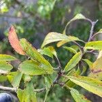Prunus spinosa Φύλλο