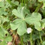 Oxalis incarnata ഇല