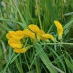 Lathyrus pratensis Flower