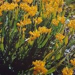 Genista sagittalis Flor
