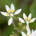 Micranthes clusii Virág
