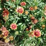 Gaillardia pulchella Pokrój