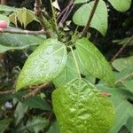 Erythrina amazonica Yaprak