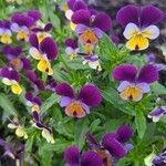 Viola tricolor ফুল