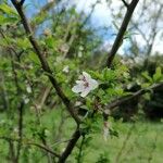 Prunus tomentosa Fiore