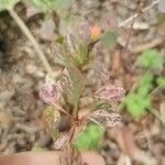 Berberis thunbergiiLiść