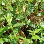 Helianthemum nummularium Leaf