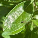 Salvia greggii Leaf