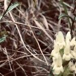 Prunella laciniata Λουλούδι
