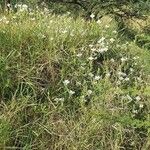 Barleria robertsoniae موطن