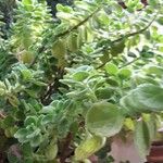 Coleus hadiensis叶