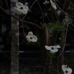 Cornus nuttallii 花