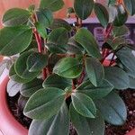 Peperomia glabella Levél