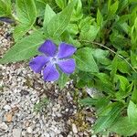 Vinca majorFlower