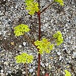 Peucedanum alsaticum Blüte