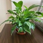 Spathiphyllum floribundum 葉