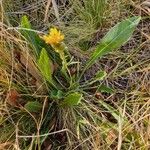 Crepis conyzifolia Folha