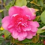 Camellia × williamsii